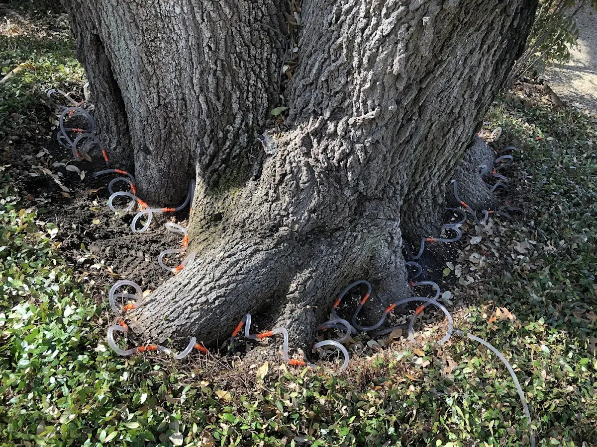 Detailed Tree Cabling and Bracing job site in Canada