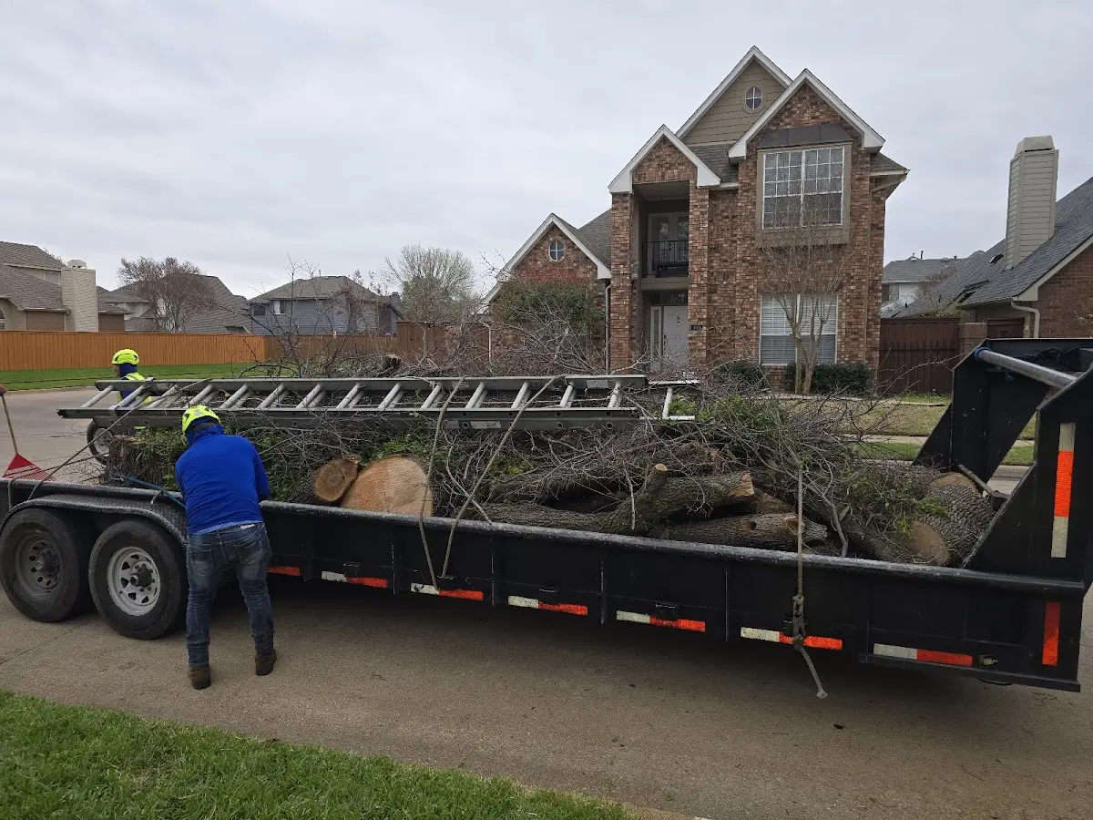 Expert Tree Removal with proper safety equipment in Canada